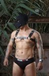 Dominante